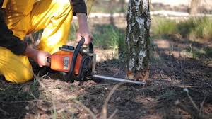 Reliable Arkwright, SC Tree Removal and Landscaping Services Solutions